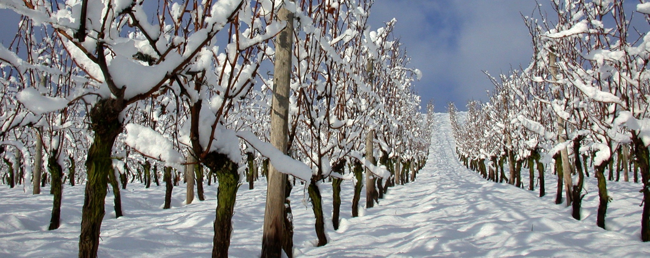 3181-weinberg-im-schnee